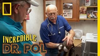 Parasitic Baby Goat | The Incredible Dr. Pol