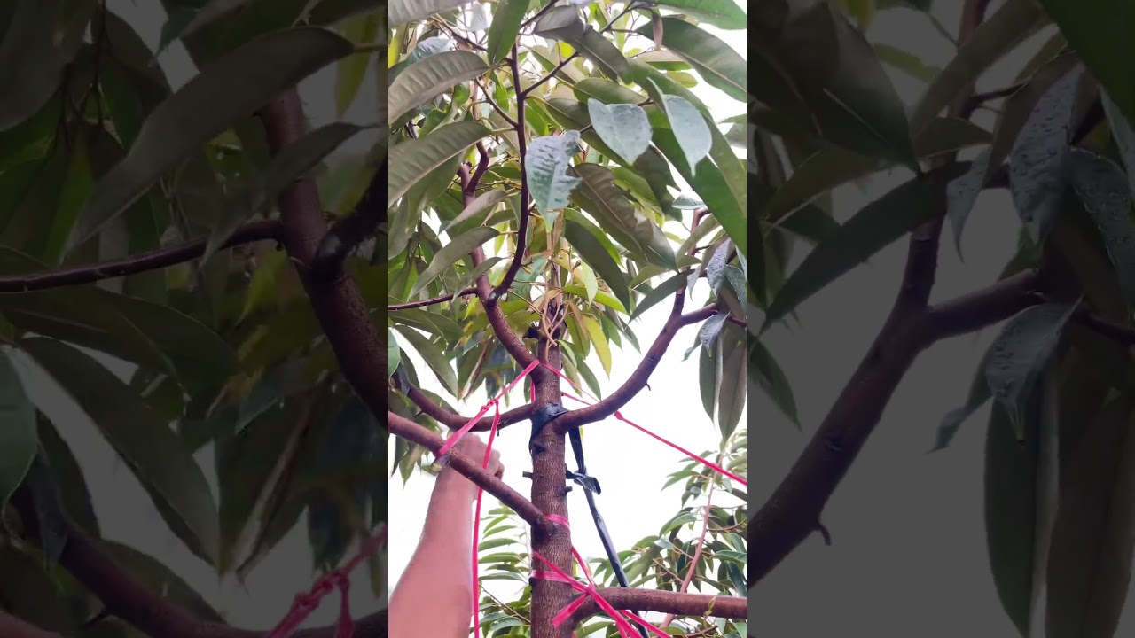 Pruning durian
