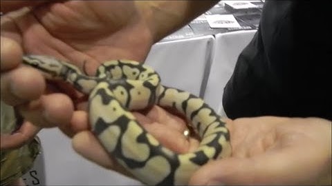 WHS Worlds first PASTEL SCALELESS BALL PYTHON!