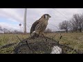 Kestrel Trapping 1-27-19