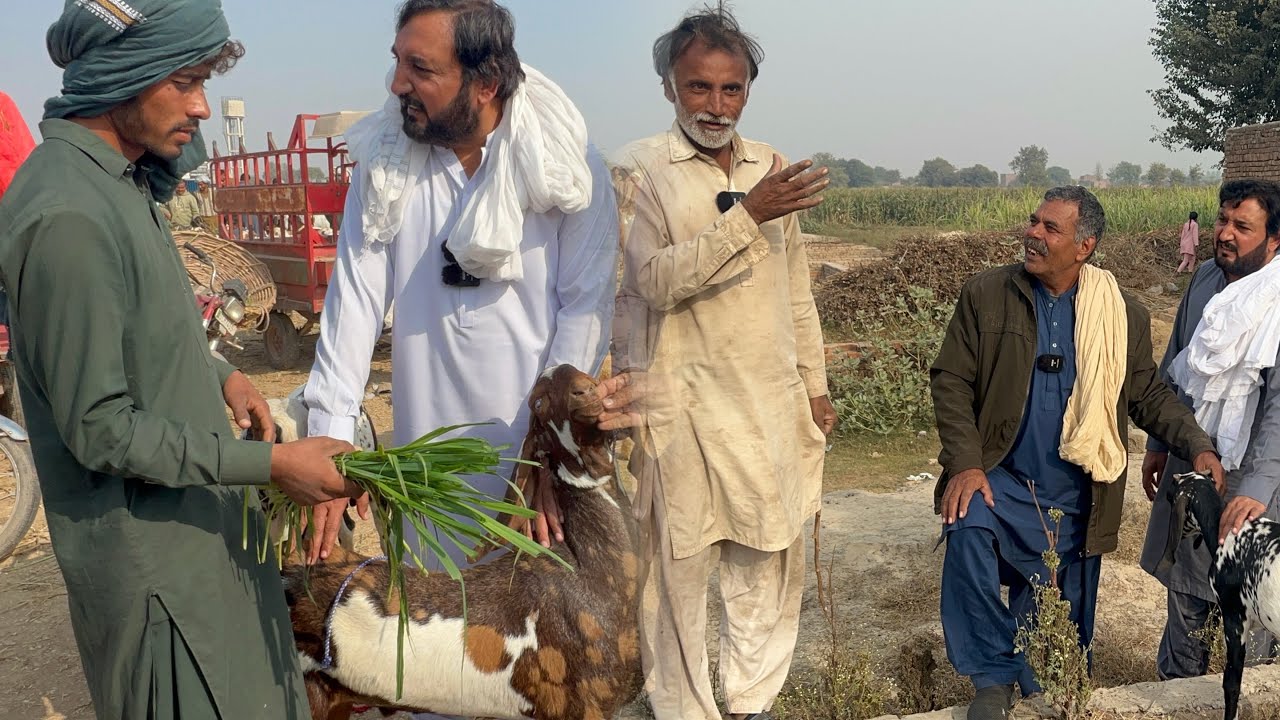 Bakry len mandi gy par rate na ban skya | Bakri kharidar ehtyat karan | Anjum Saroya