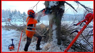 Cutting Spruces Down With a Chainsaw In a Beautiful Sunrise by Finnish Lumberjack 3,054 views 2 months ago 9 minutes, 4 seconds