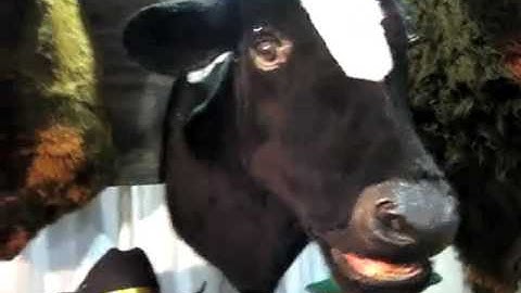 HAUNTEDPROPS.COM ANIMATED TALKING COW