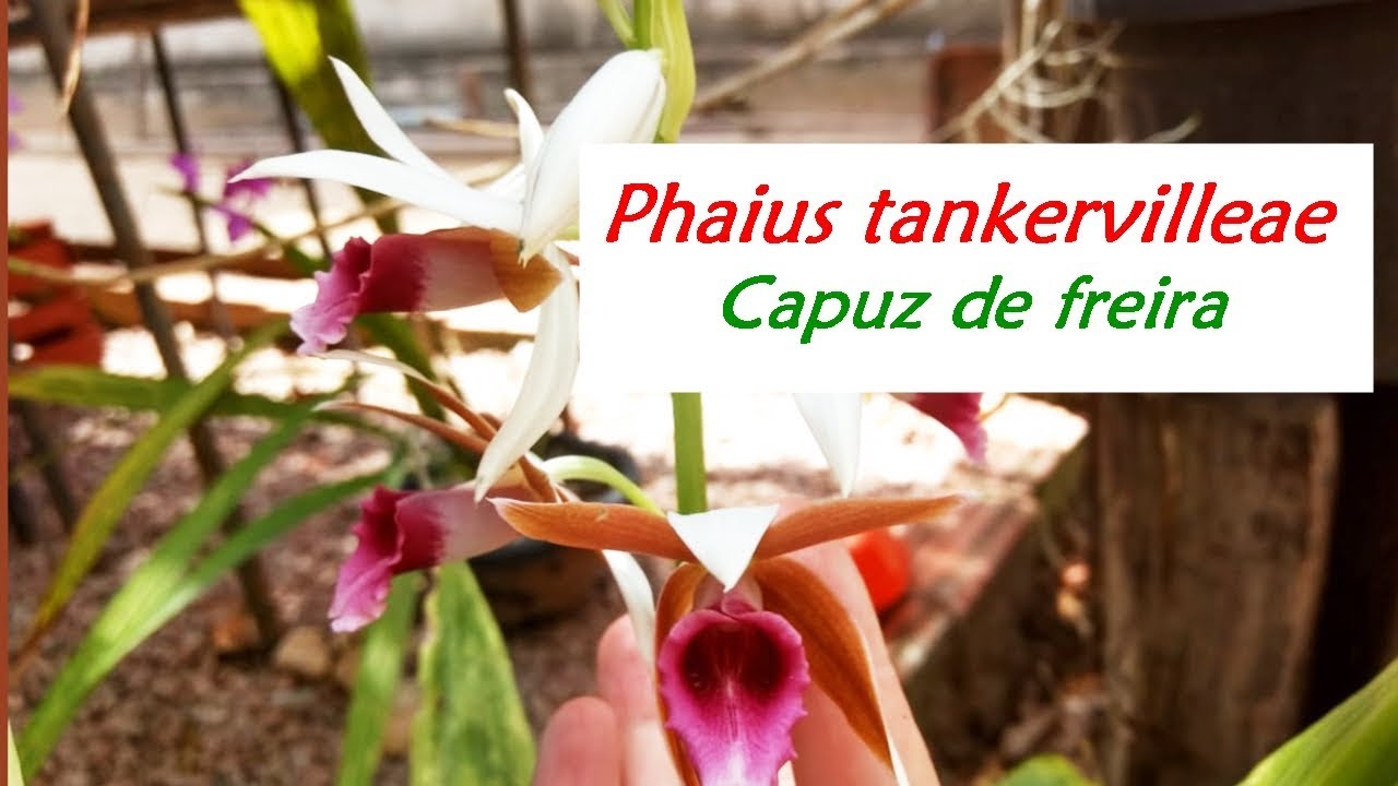 ♡ Plantando Uma Orquídea Capuz De Freira | Phaius Tankervilleae | By:  Orquidário FS ♡ - thptnganamst.edu.vn