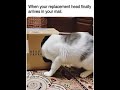 Box of Cats 🐈 #catshorts #catvideos #aivideo #funnyshorts #funny