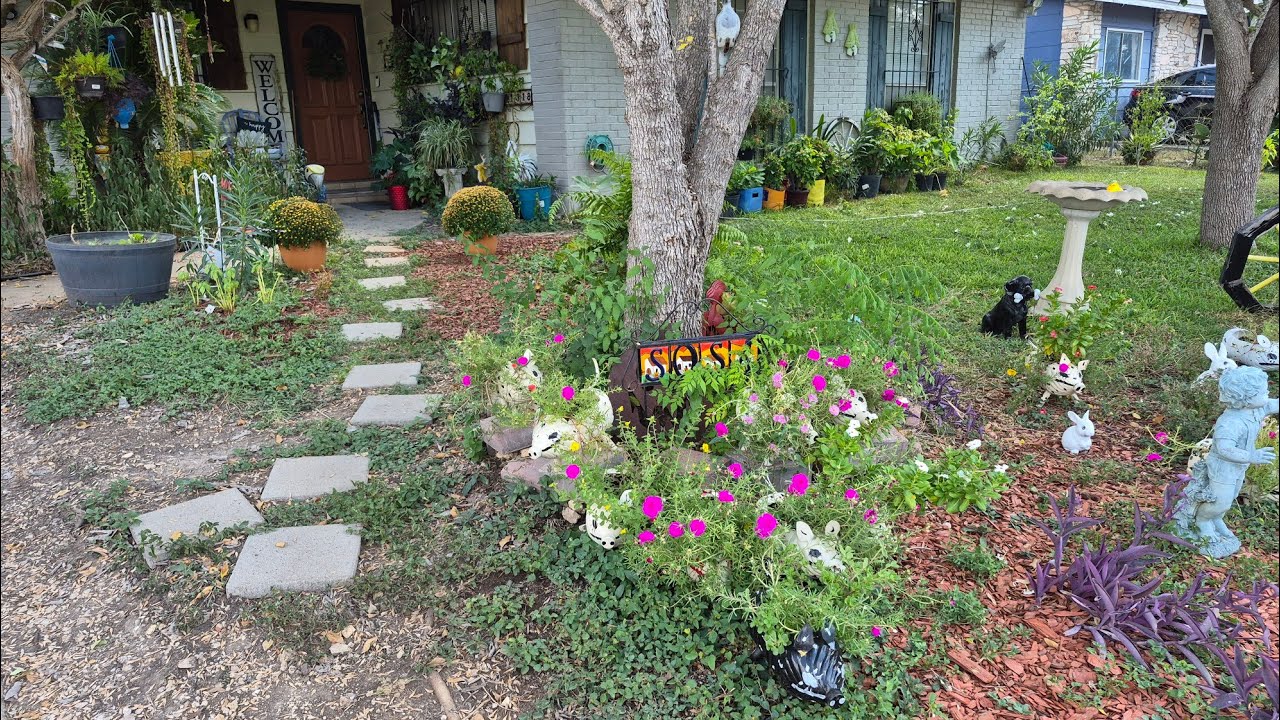 Recorrido por mi jardín  /progreso en mi jardín  / nuevos proyectos por venir. #recorrido 