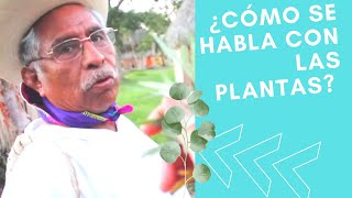 Curandero Dice Cómo Hablar Con Las Plantas  - Cumbre Tajín