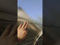 Шпалера в теплицу для томатов и огурцов.