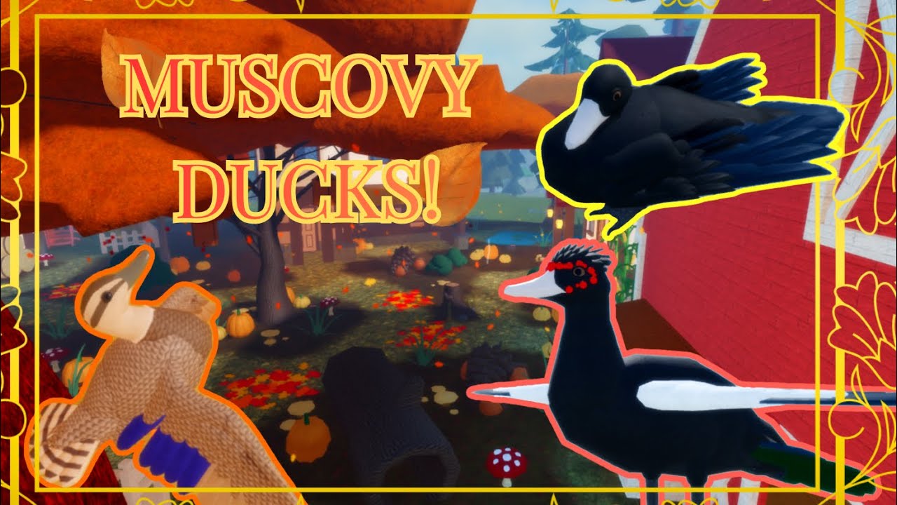New Muscovy duck update in feather family! 🦆