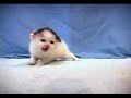 Little Cat