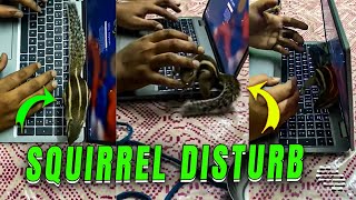 Playful Pet Squirrel Disrupts Guy's Work