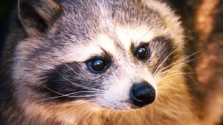 Raccoon Removal | Westerville, OH - The Wildlife Control Company Inc