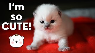Ragdoll Kittens 3 Weeks Old 🐱 So Cute! by Ring of Fire Ragdolls 1,380 views 3 months ago 5 minutes, 33 seconds