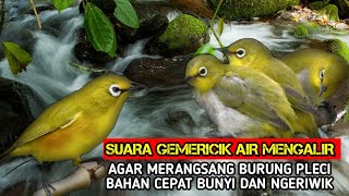 SUARA GEMERICIK AIR MENGALIR UNTUK TERAPI BURUNG || TERAPI BURUNG PLECI BAHAN AGAR RAJIN BUNYI