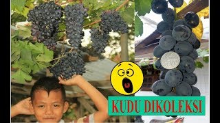 Bikin Ngiler...!!! 10 Penampakan Anggur Hitam [ LENGKAP   DESKRIPSI ]