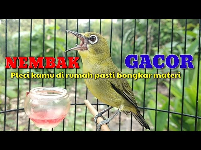 Pleci GACOR NEMBAK 3 LAGU VARIASI, pleci kamu bakal bongkar MATERI.. class=