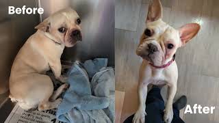 Hope starts here - Belleville Area Humane Society
