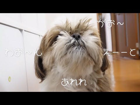 【寝起きでポケーーとしてた犬】忘れちゃった。。。どうやって吠えるんだっけ？？【シーズーVlog】