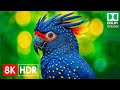 Amazing Wildlife in Stunning 8K HDR 120 FPS Video - Dolby Vision