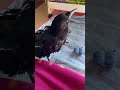 こんな甘ったれカラスいる?頭掻いて欲しくてお膝に乗ってくるカラスのラビ2023/2/28撮影