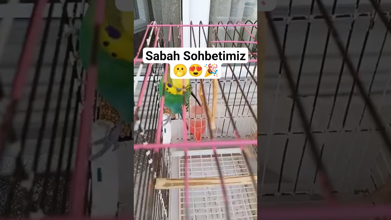 Sabah Sohbetimiz - #konuşankuş #konuşanmuhabbetkuşu #muhabbetkuşu #muhabbetkuşusesi