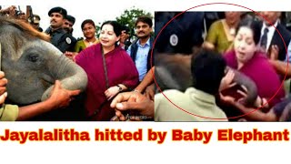Elephant hits Jayalalitha at Mudumalai||Free bird