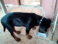 rottweiler yavru BoBo Mama