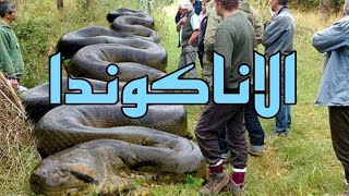 الاناكوندا (اين تعيش وانواعها وكيف يتم اصطيادها)