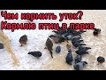 Чем кормить уток? Кормлю птиц в городском парке