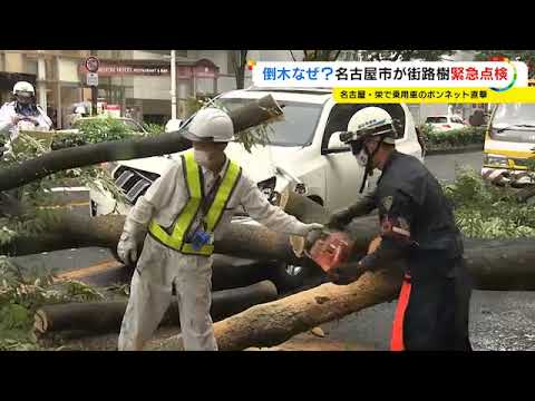 白い街”とされ緑化進めた名古屋で…約35年前に植えた街路樹が倒れ車直撃