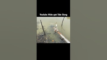 Hai anh em câu cá rô đồng chán rồi nên hôm nay chuyển qua câu cá khác nhe #miềnquêtiềngiang #câucá