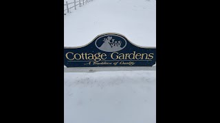 Cottage Gardens Lansing (Yuki Cherry Blossom)