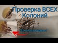 Проверка Всех Колоний! Как поживают все мои муравьи.