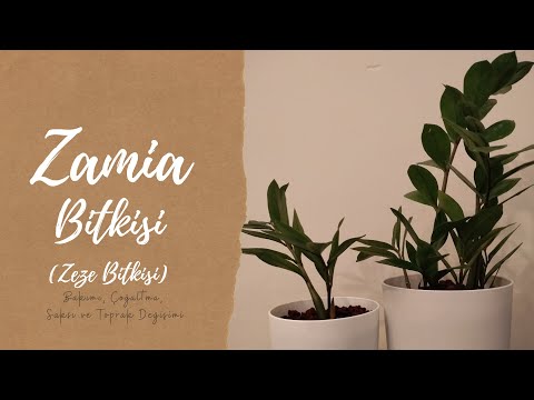 Video: Zamia - En Relikvie I Planteriket