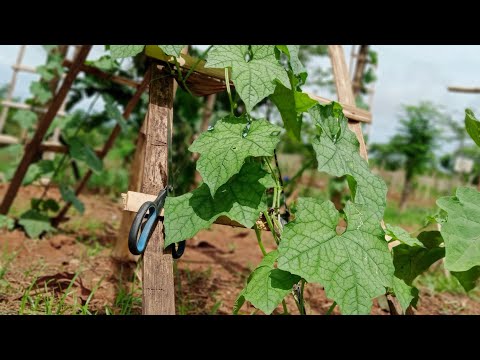 Video: Paano palaguin ang thuja