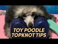 Toy poodle topknot tutorial  poodle grooming