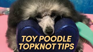 Toy Poodle Topknot Tutorial | Poodle Grooming