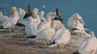 Northern Gannet Facts Full video #trending #facts #video #viralvideo #gannet #northerngannet #birds 