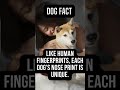  unleash the bark mindblowing dog facts  dogfacts