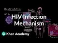 How HIV infects us: Mucous membranes, dendritic cells, and lymph nodes | Khan Academy