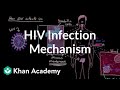 Understanding HIV Infection