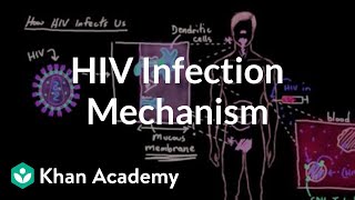 How HIV infects us: Mucous membranes, dendritic cells, and lymph nodes | Khan Academy