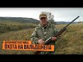 Дневники охотника. Охота на вальдшнепа