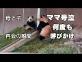 時間おいて何度も泣く母🐼、我が子と気がついた瞬間と飼育員さん来て再び号泣😢泣きながら子を呼び続ける母パンダ良浜