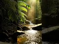 Golden River Sounds in the Jungle 🌿✨ #shorts #relaxing #naturetranquility
