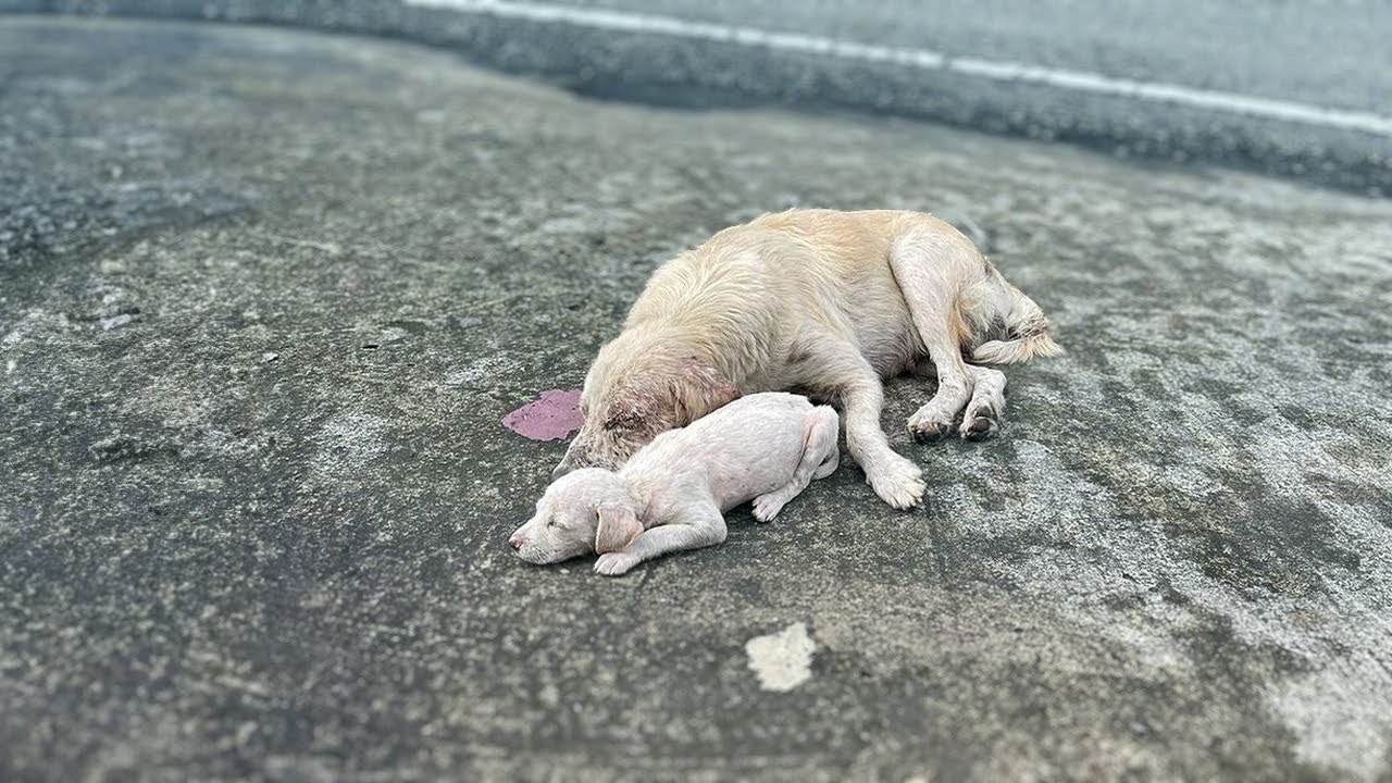 Holding the puppy tightly, the mama dog begged everyone to save them but was ignored