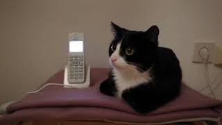 Katze am Telefon – oder niemand? screenshot 3
