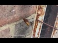 Massive Hornet Trapped In Massive Spider's Web. Highbury; UK. Hornet Vs Spider (Or A Huge Wasp?