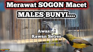 Download Lagu PERAWATAN SOGON MACET BUNYI Awas Rawan SETRES MP3 Download Lagu PERAWATAN SOGON MACET BUNYI Awas Rawan SETRES MP3