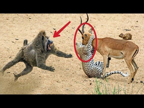 ბაბუინმა ანტილოპა სიკვდილისგან გადაარჩინა | შემთხვევები, როდესაც ცხოველები ერთმანეთს ეხმარებიან.